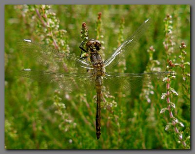 Black darter teneral male