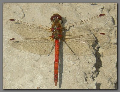 Common darter  mature male