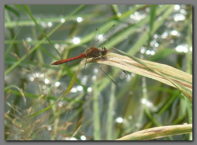  Ruddy darter