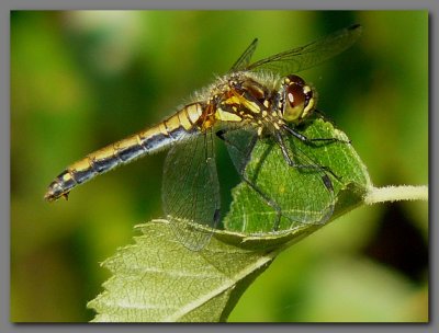 Black darter female