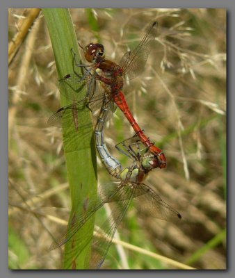 Common darters in cop.