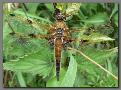 Four-spotted Chaser