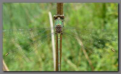 Willow emerald male