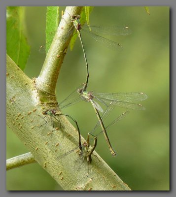 Willow Emerald Damselfly