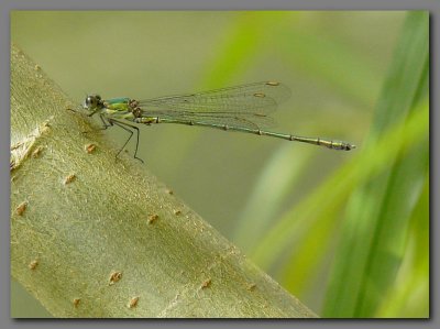 Willow emerald male
