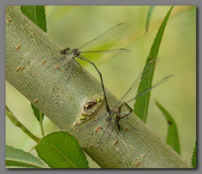 Willow emeralds ovipositing