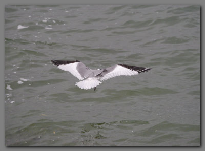 Sabine's gull in flight