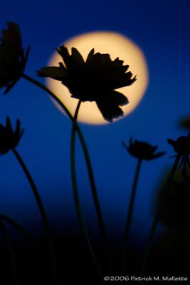 Flowers and Full Moon
