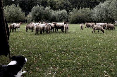 Herder met schapen 20070730018