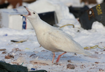 1st winter Glaucous Gull, St. John's, Newfoundland
