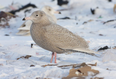1st winter Glaucous Gull, St. John's, Newfoundland