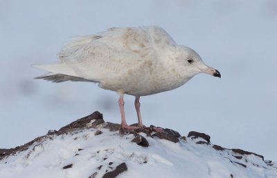 1st winter Glaucous Gull, St. John's, Newfoundland