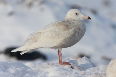 1st winter Glaucous Gull, St. John's, Newfoundland