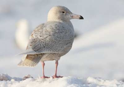 1st winter Glaucous Gull, St. John's, Newfoundland