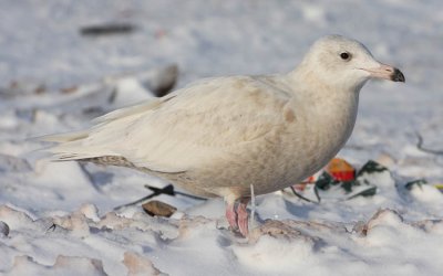 1st winter Glaucous Gull, St. John's, Newfoundland