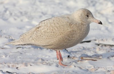 1st winter Glaucous Gull, St. John's, Newfoundland