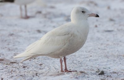 1st winter Glaucous Gull, St. John's, Newfoundland