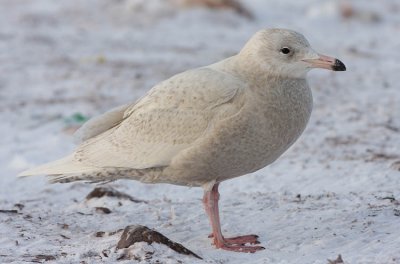 1st winter Glaucous Gull, St. John's, Newfoundland