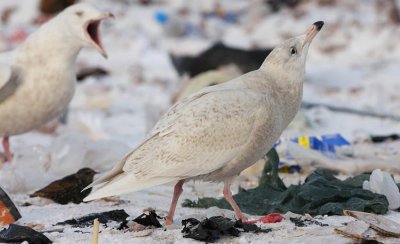 1st winter Glaucous Gull, St. John's, Newfoundland