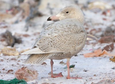 1st winter Glaucous Gull, St. John's, Newfoundland