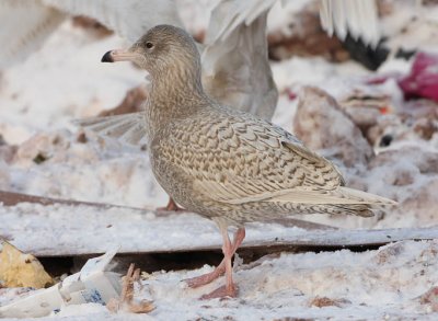 1st winter Glaucous Gull, St. John's, Newfoundland
