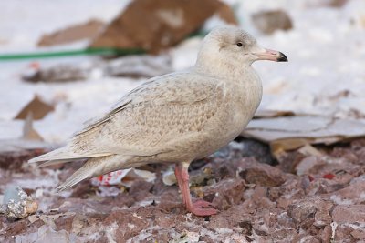 1st winter Glaucous Gull, St. John's, Newfoundland