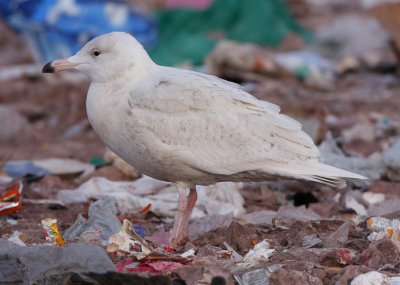1st winter Glaucous Gull, St. John's, Newfoundland