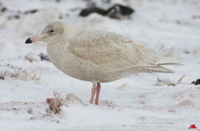 glaucous_gull__1st__years