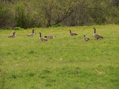 Geese Hemp Creek.jpg