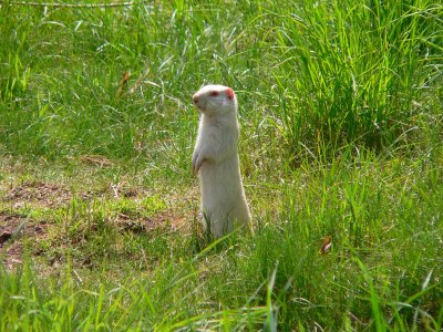 Albino ground squirrel