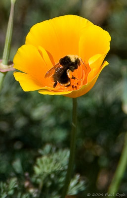 Bee and Flower V, South Coast Botanical Gardens