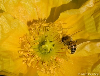 Bee and Flower VIII, South Coast Botanical Gardens