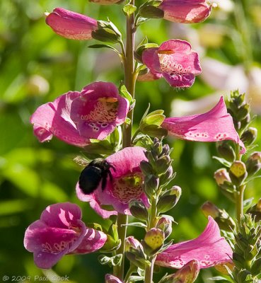 Bee and Flower VII, South Coast Botanical Gardens
