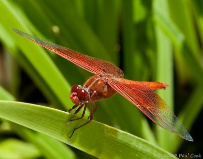 Dragonfly II, South Coast Botanic Garden