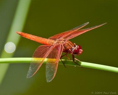 Dragonfly I, South Coast Botanic Garden