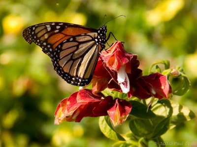 Butterfly II, South Coast Botanic Garden