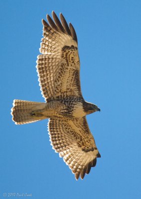 Red Tail Hawk, Upper Newport Bay Nature Preserve, 8/10