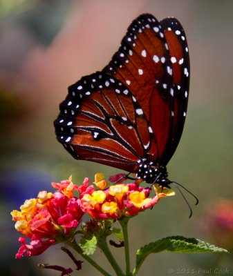Butterfly III, South Coast Botanic Garden, 7/12/10