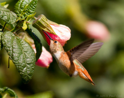 Humming Bird VII, South Coast Botanic Gardens