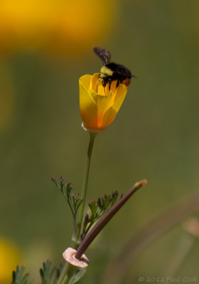 Bee and Flower IV, South Coast Botanic Garden, 4/11