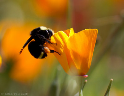 Bee and Flower III, South Coast Botanic Garden, 4/11