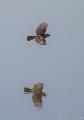 Bird and Reflection, San Joaquin Marsh, 12/10