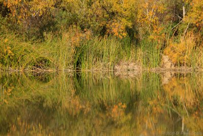 Trees and Reflections I, San Joaquin Marsh, 12/10