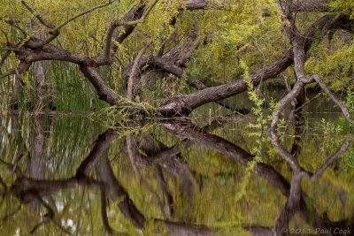 Trees and Reflections IV, Madrona Marsh, 3/11