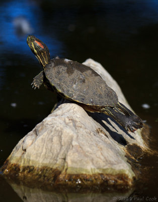 Turtle #1, Hopkins Wilderness Park, 1/11