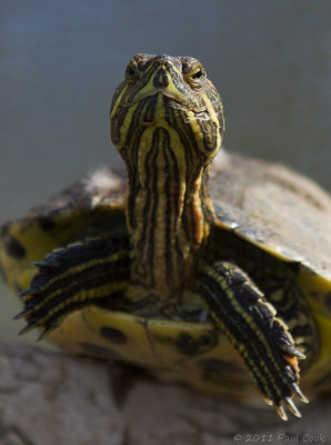 Turtle #2, Hopkins Wilderness Park, 1/11