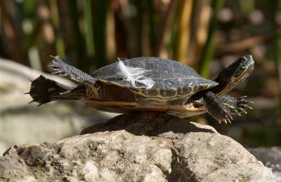 Turtle #3, Hopkins Wilderness Park, 1/11