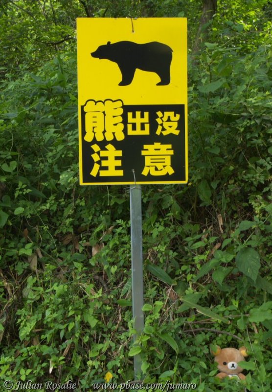 Beware the bear