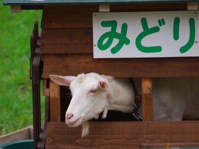 A goat called Midori