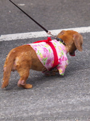 Doggy fashion